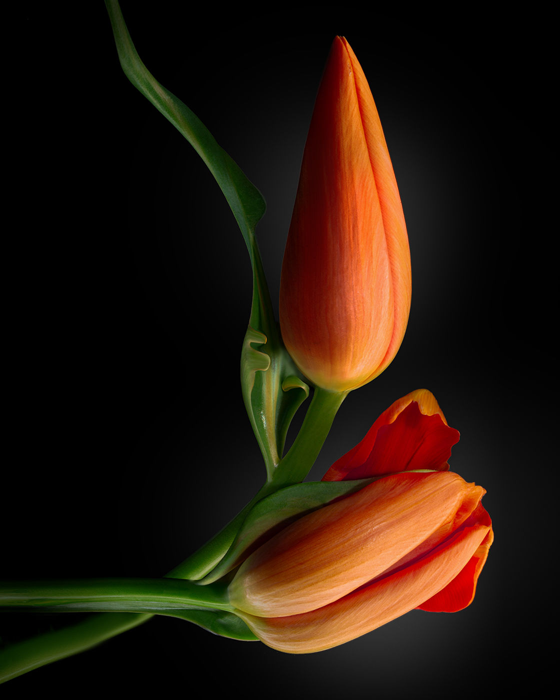 09 Magic Tulip 2025 Orange Encounter