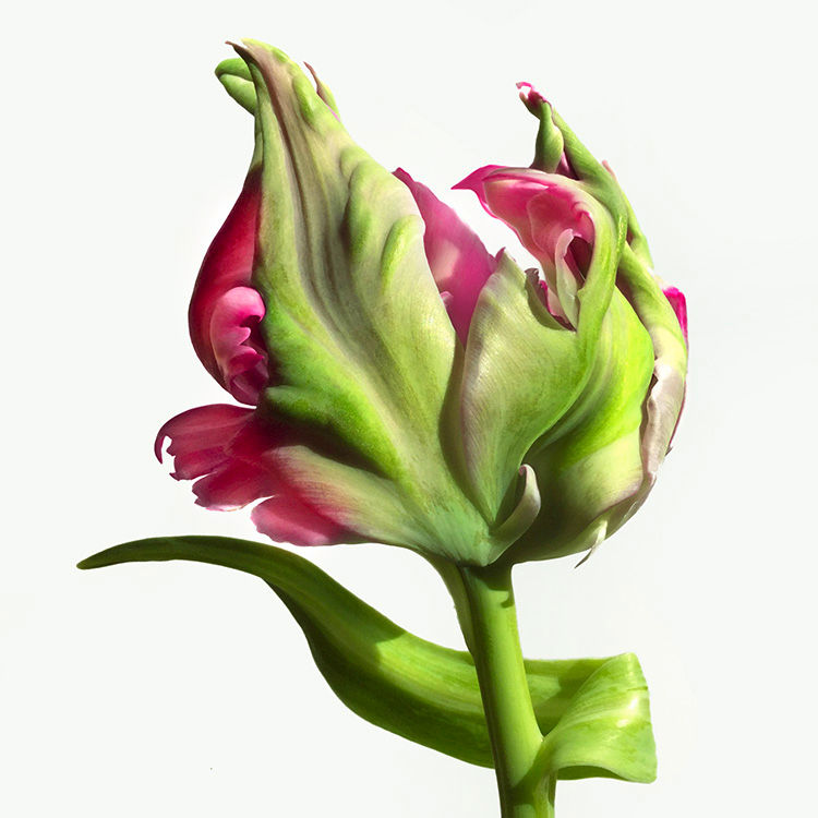 JF Tulip 33