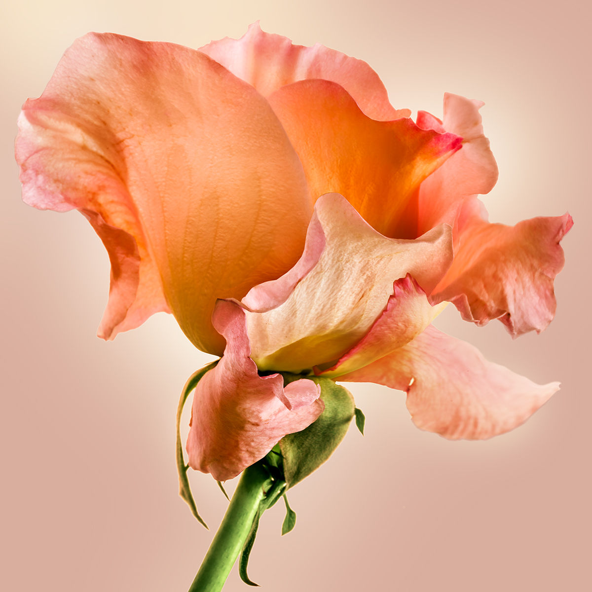 07 Rose Augusta Louise