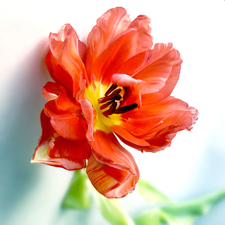 JF FlowerART Tulip 26