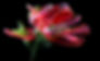 Tulip Startsteite 2.jpg