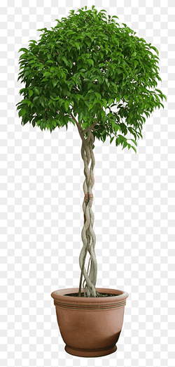 Ficus