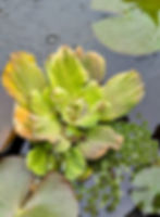 ree