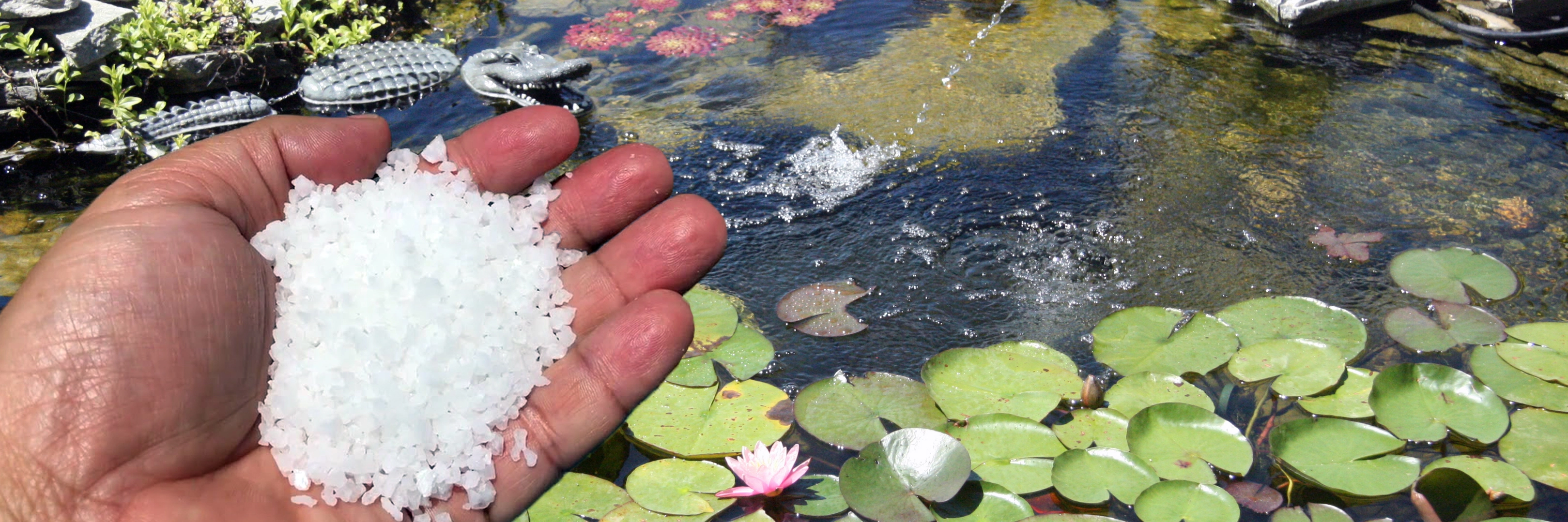 pond-salt-cover-photo.webp