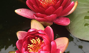 cranberry.waterlily.jpeg