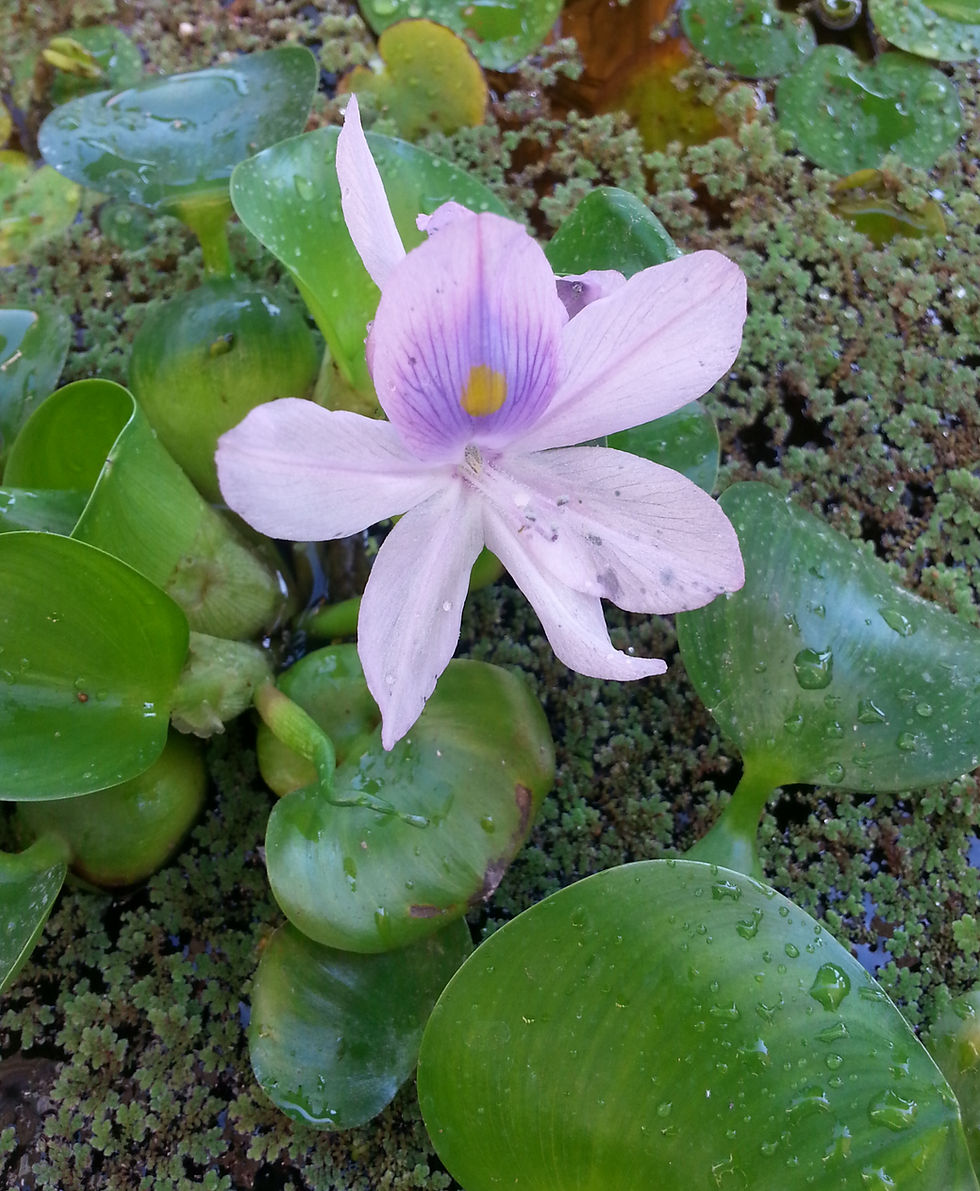 Blooming Water Hyacinths floating next to tiny Fairy Moss on the water surface