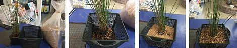 How-to-pot-aquatic-pond-plants.jpg
