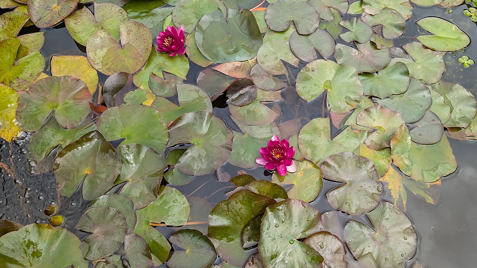 A mixture of different hardy Waterlilies, Perry's Baby Red are the shown blooming