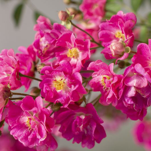 Pretty Polly Pink (OR)