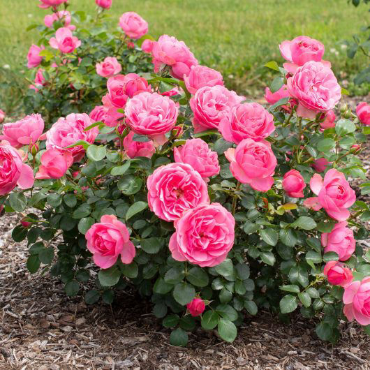 Leonardo da Vinci (OR)