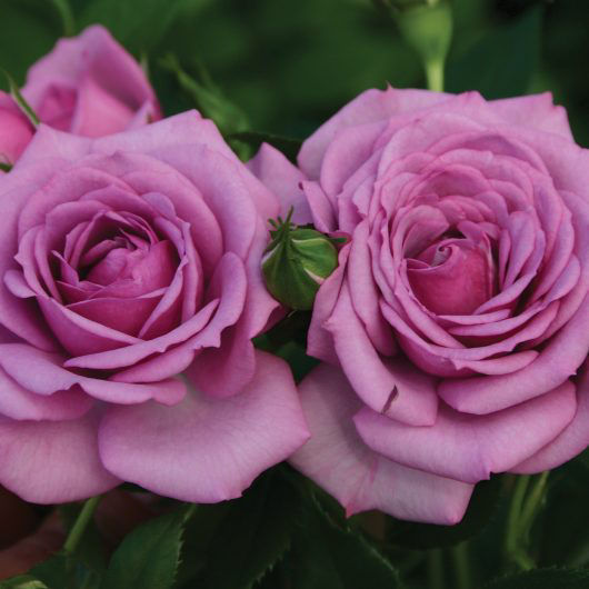 Veranda Lavender(OR)