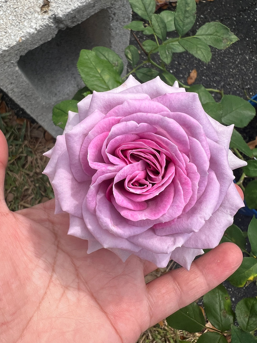 Thumbnail: Violets Pride (Fortuniana) 