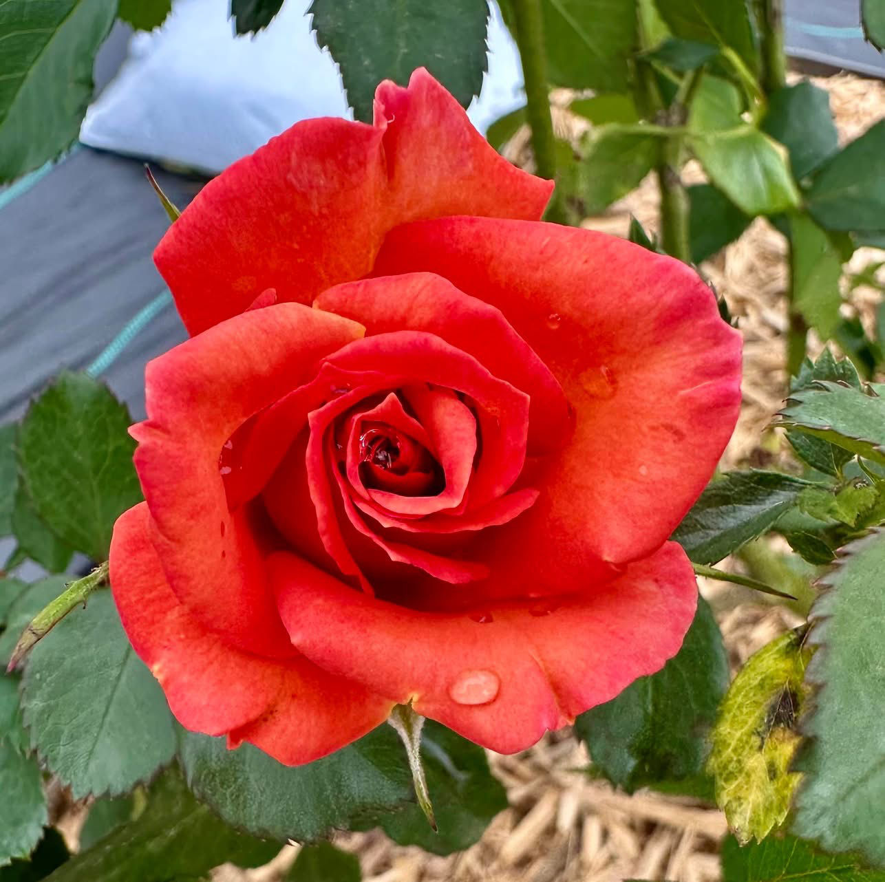 Pumpkin Patch ( Fortuniana)