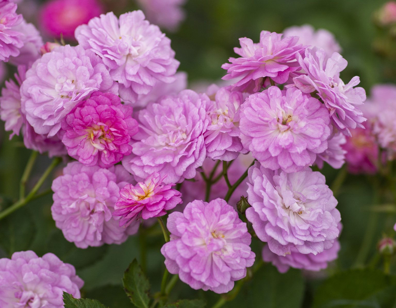 Pretty Polly Lavender (OR)