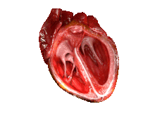 heart.gif