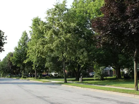 Stanley Park: Your Complete Waterloo Region Neighbourhood Guide