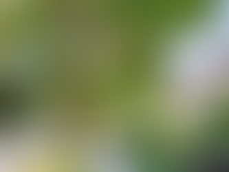 Westmount: Your Complete Waterloo Region Neighbourhood Guide