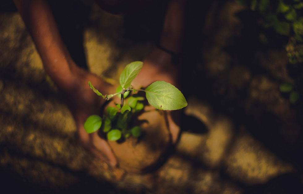 Woman planting small plant in shadows