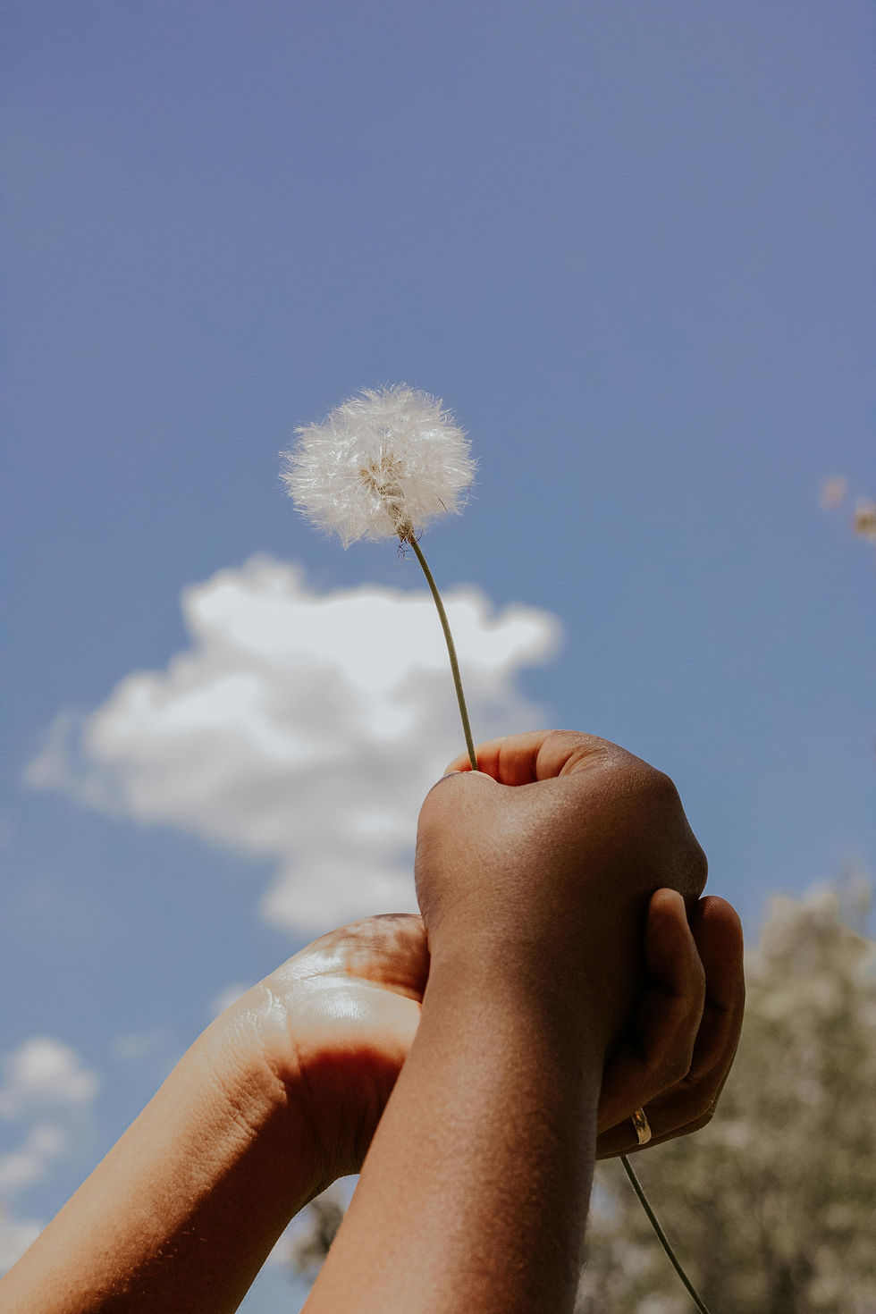 Hand holding a dandelion to the sky