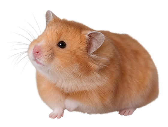 For a healthy hamster: shop at FloofyBum