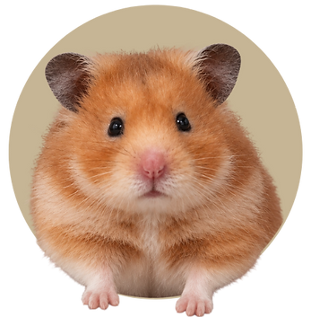 FloofyBum offers products suitable for Syrian hamsters