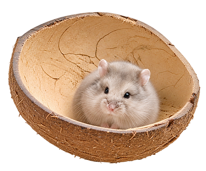 FloofyBum: the best in rodents in Quebec