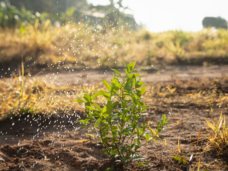 Como o La Niña pode afetar o campo durante a primavera?