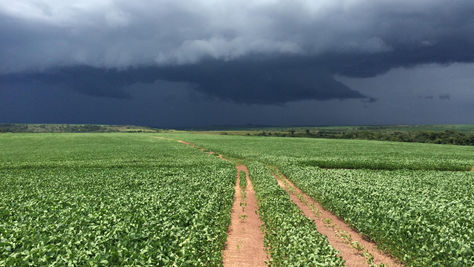 Plantação agrícola sob céu carregado com nuvens de tempestade.