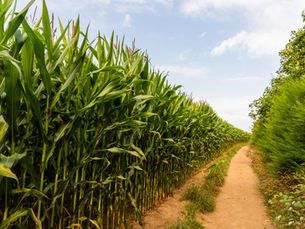 O ChatGPT disse:  A imagem mostra uma plantação de milho alta e verde ao lado de um caminho de terra estreito. O cenário é rural, com vegetação densa dos dois lados e céu claro ao fundo.