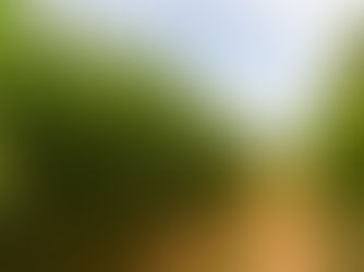 O ChatGPT disse: A imagem mostra uma plantação de milho alta e verde ao lado de um caminho de terra estreito. O cenário é rural, com vegetação densa dos dois lados e céu claro ao fundo.