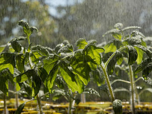 Chuva em Mato Grosso do Sul