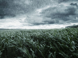 A imagem mostra uma plantação extensa de milho sob chuva intensa, com céu nublado e carregado, sugerindo a aproximação de uma tempestade. As folhas das plantas balançam com o vento, reforçando a sensação de clima severo.
