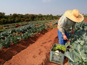 Visibilidade do ativo financiado em áreas cultivadas