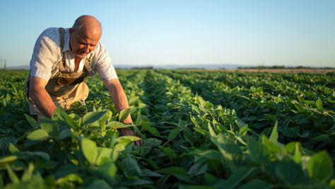 A imagem mostra um agricultor trabalhando em uma plantação extensa, cheia de plantas verdes sob a luz do fim de tarde. Ele está inclinado, observando ou cuidando das folhas, em meio a fileiras organizadas que se estendem até o horizonte. O cenário transmite rotina agrícola, cuidado e conexão com a terra.