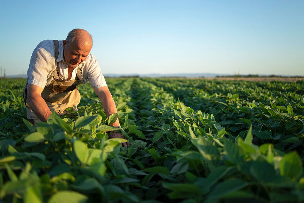 A imagem mostra um agricultor trabalhando em uma plantação extensa, cheia de plantas verdes sob a luz do fim de tarde. Ele está inclinado, observando ou cuidando das folhas, em meio a fileiras organizadas que se estendem até o horizonte. O cenário transmite rotina agrícola, cuidado e conexão com a terra.