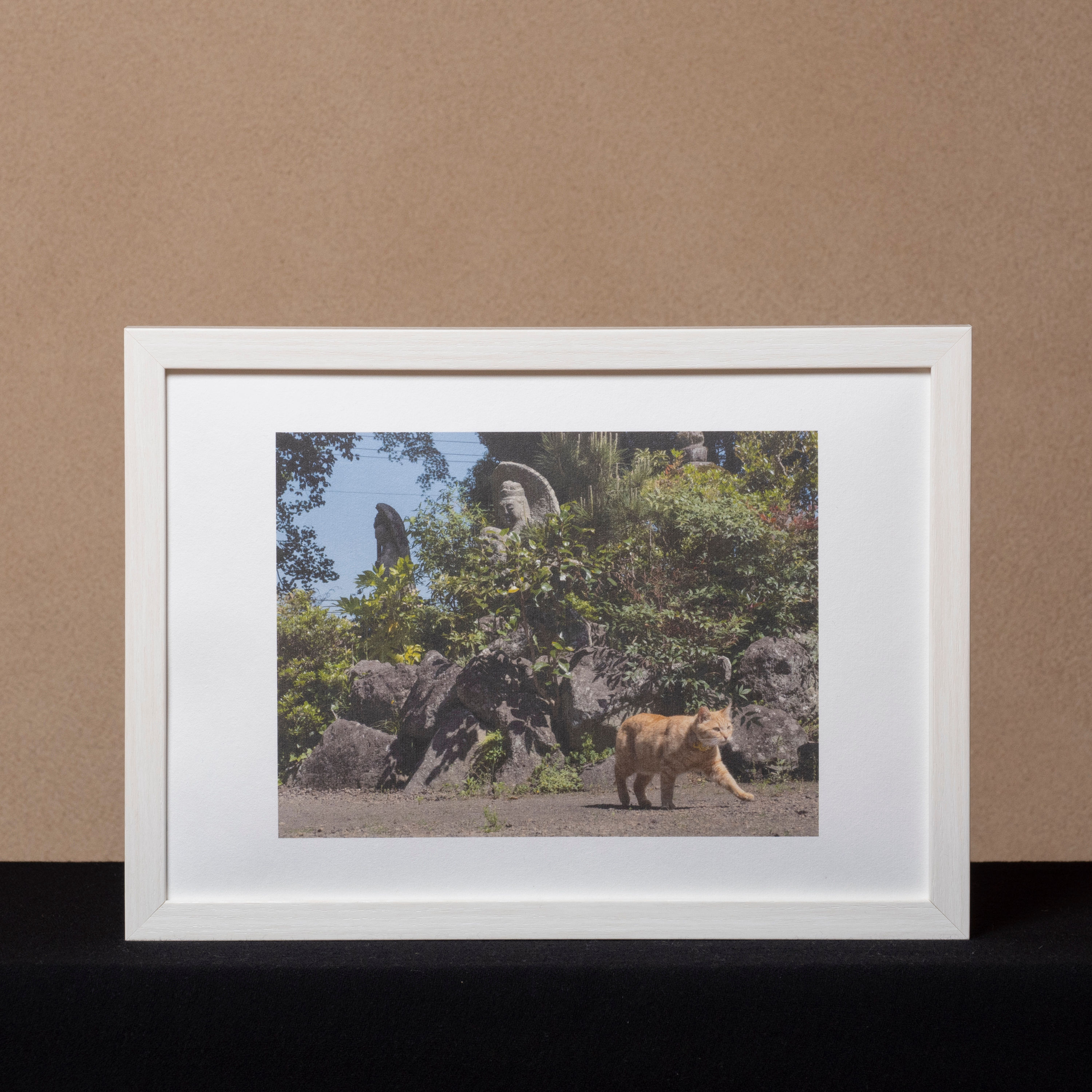 長光寺のねこ　０７A