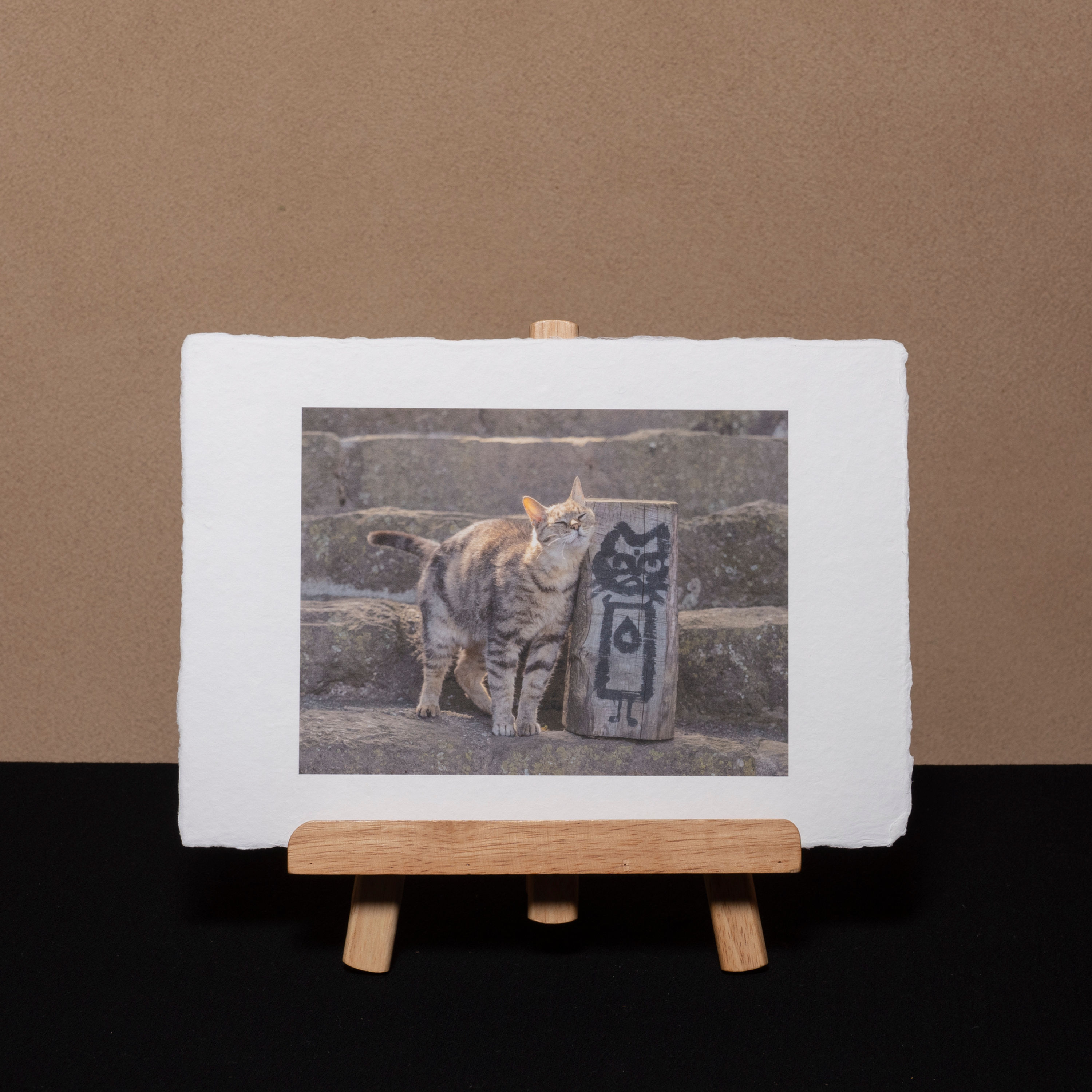 長光寺のねこ　０４B