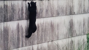 壁に猫あり