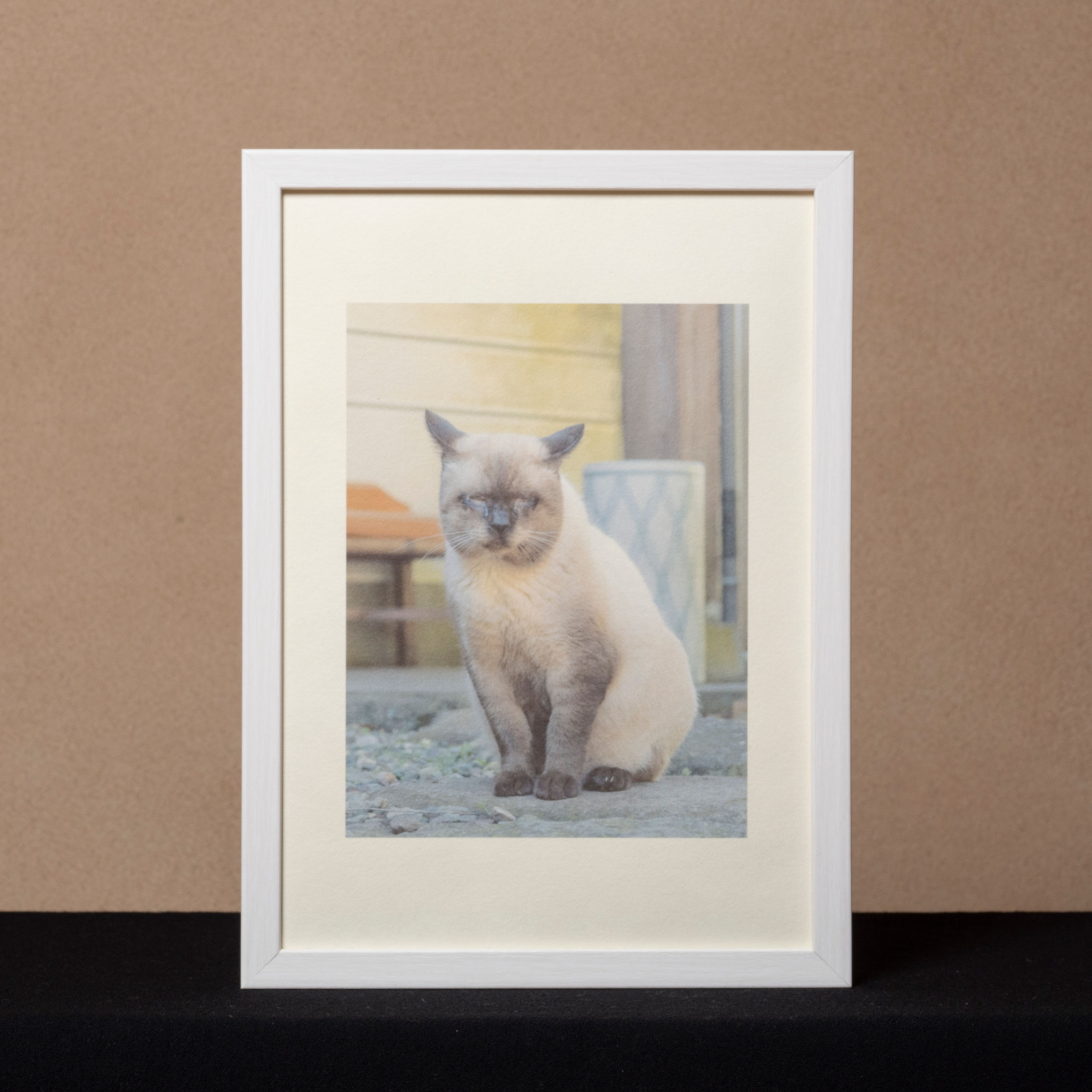 長光寺のねこ 11A