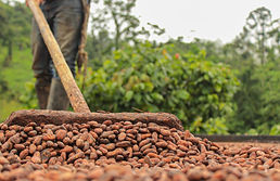 Fruto de cacao