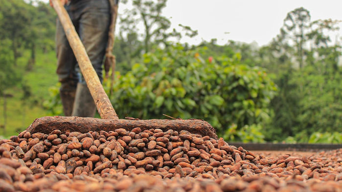 Fruto de cacao