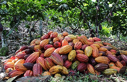 Fruto de cacao