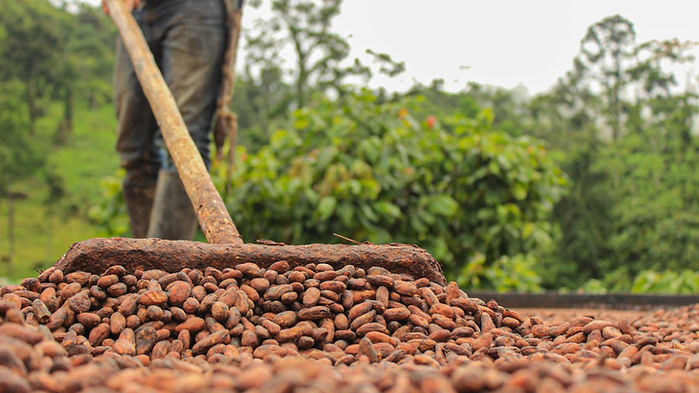 Fruto de cacao