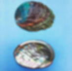 Abalone Shells