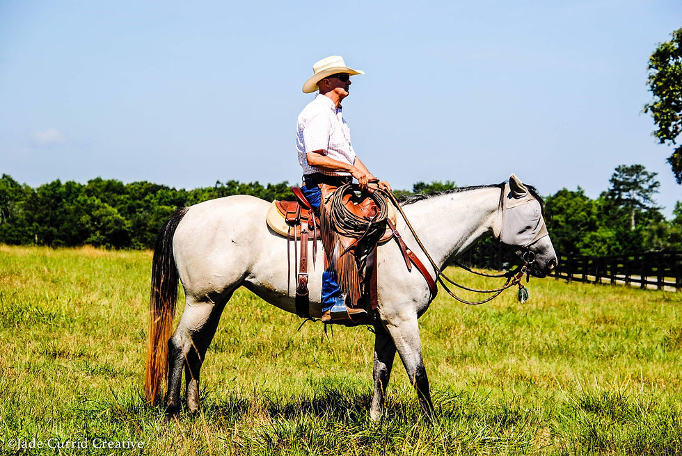 Pretty Horses Continued