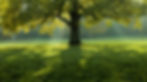 beautiful-tree-middle-field-covered-with-grass-with-tree-line-background.jpg