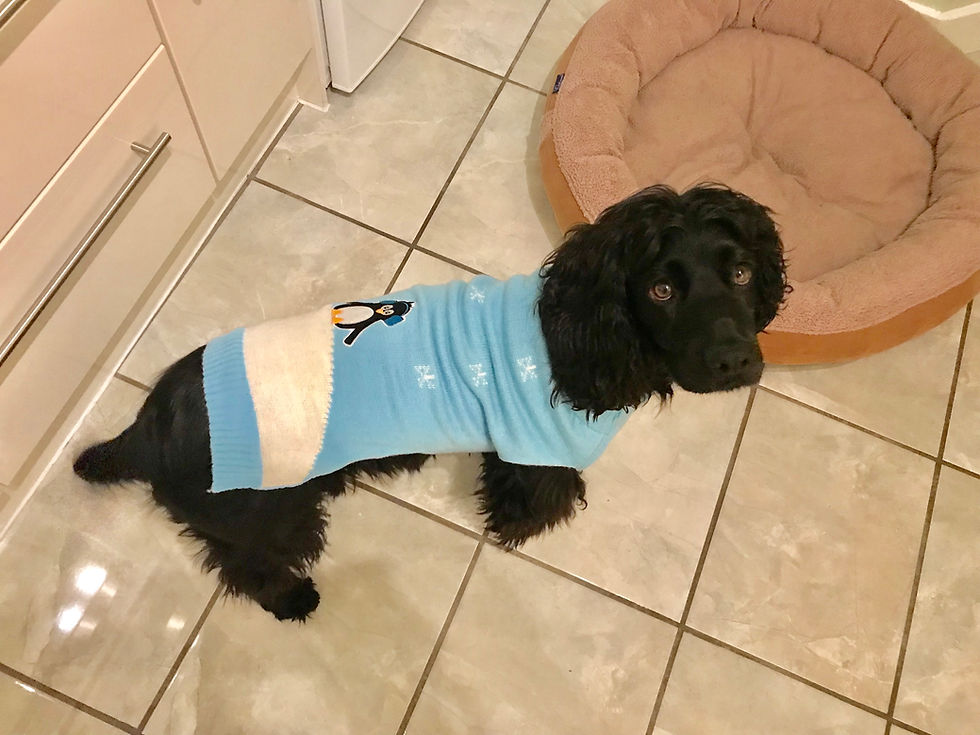 Bobby in his Christmas jumper