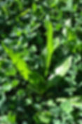 Thumbnail: Real Deal G2 Chicory 3lb – 1 Acre
