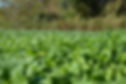 Thumbnail: Real Deal G2 Xtreme Brassica 4lb – ½ Acre