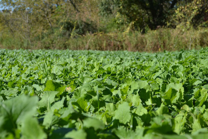 Thumbnail: Real Deal G2 Xtreme Brassica 4lb – ½ Acre
